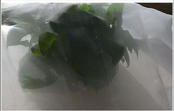 Horticulture Fiberglass Insect Screen